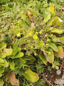 Image of Potentilla conferta Bunge