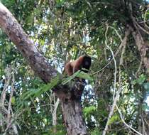 Image of Poeppig's Woolly Monkey