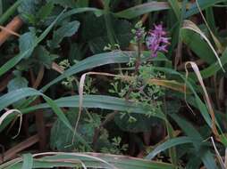 Image of drug fumitory