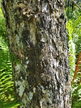 Image of Rimmed shingle lichen