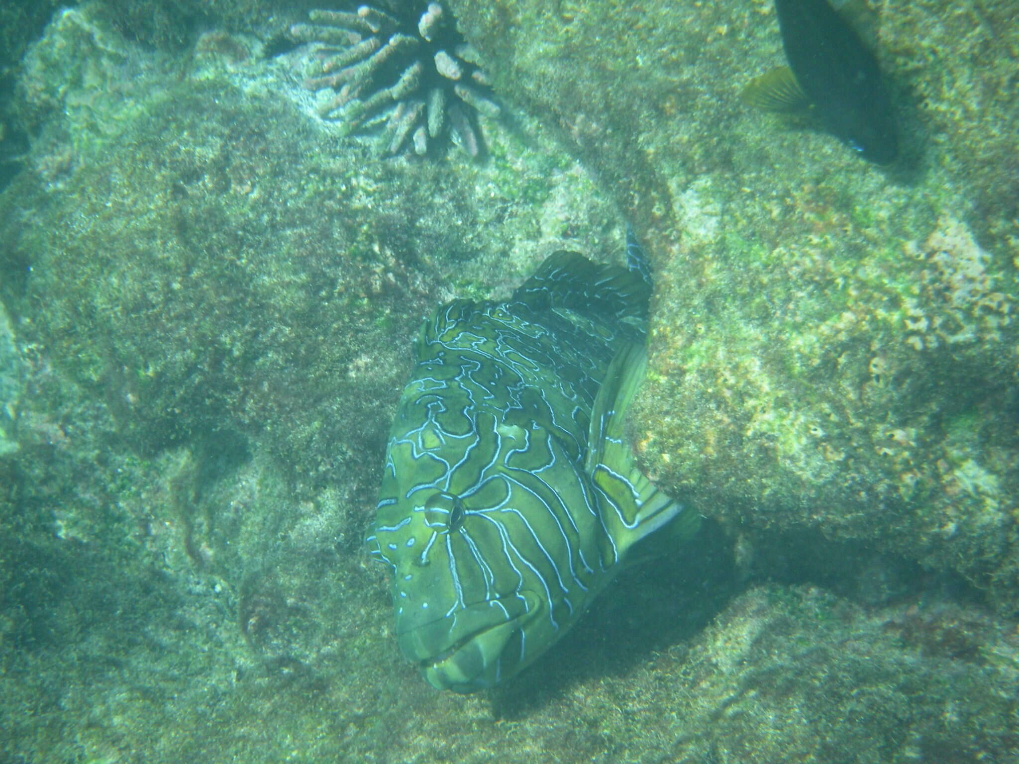 Image of Giant Hawkfish