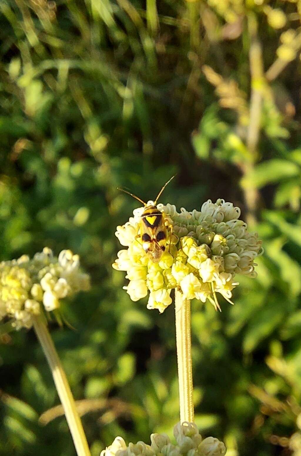 Image of Orthops kalmii (Linnaeus 1758)