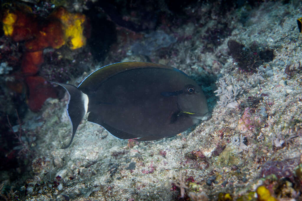 Image of Black-barred Surgeonfish