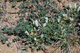 Image of Astragalus brevifolius Ledeb.