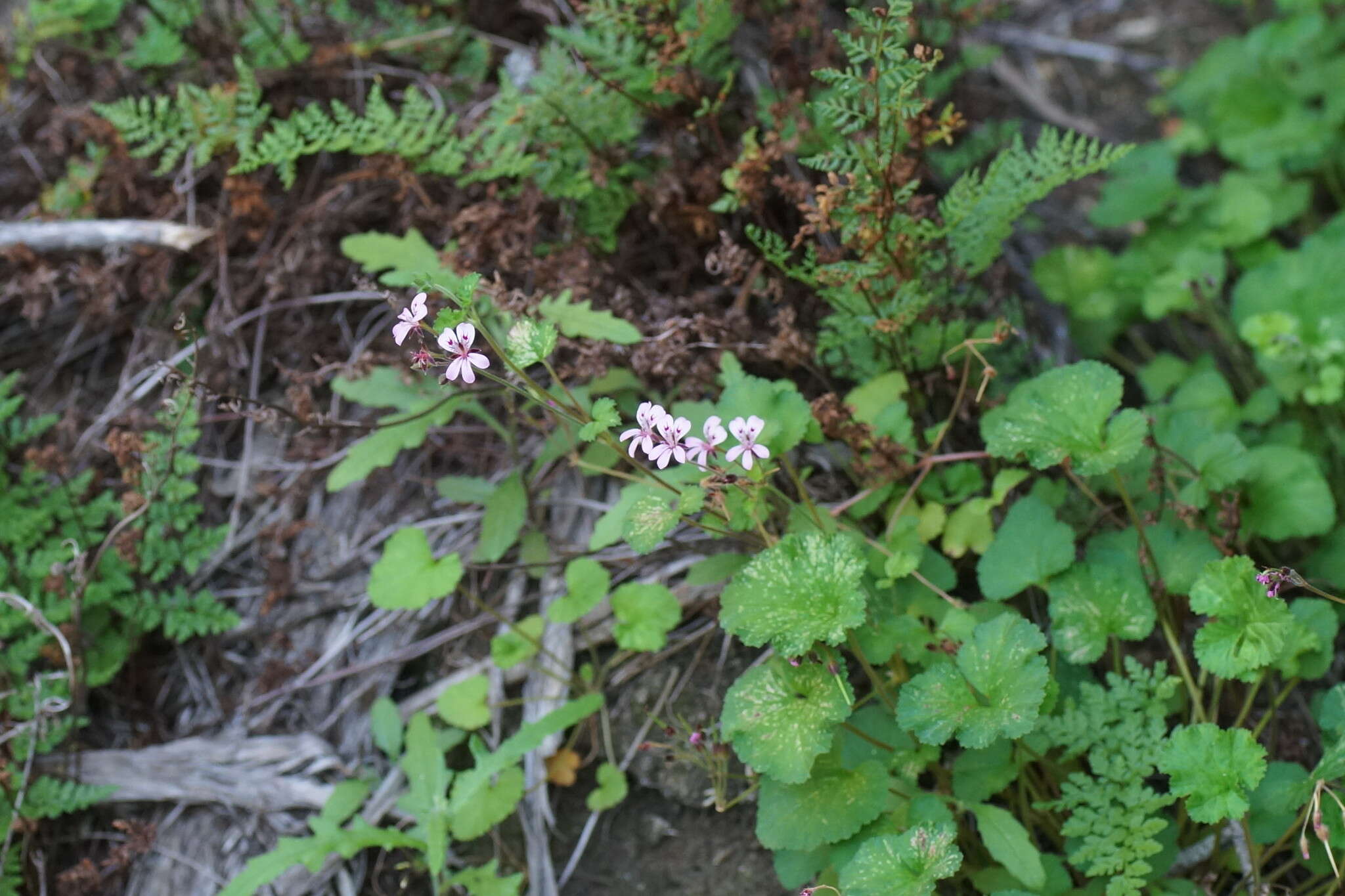 Слика од Pelargonium australe (Poir.) Jacq.