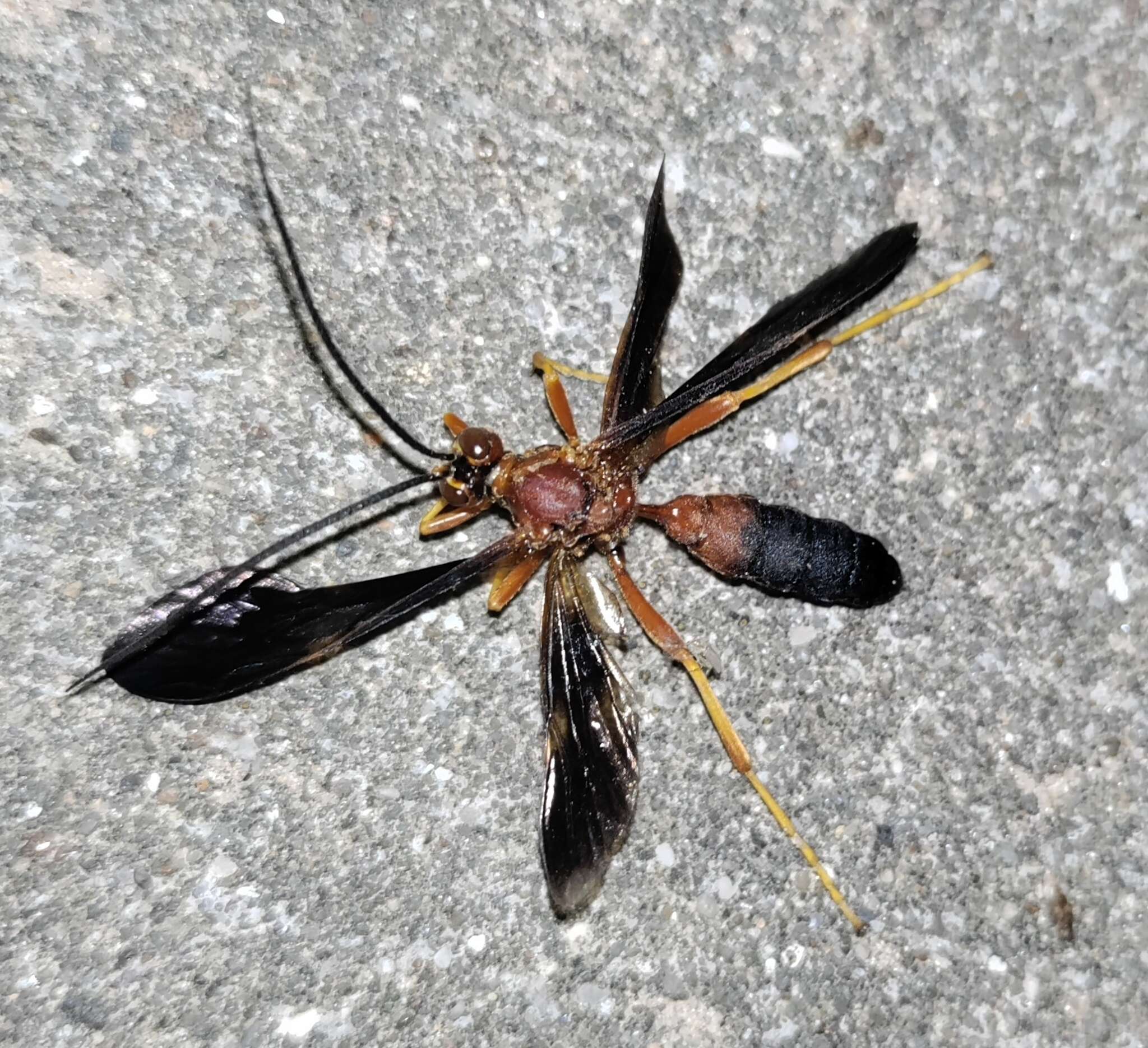 Image of Tmetogaster nubilipennis (Haldeman 1846)