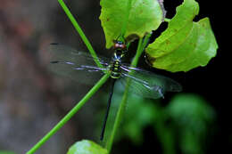 Image of Celebothemis delecollei Ris 1912