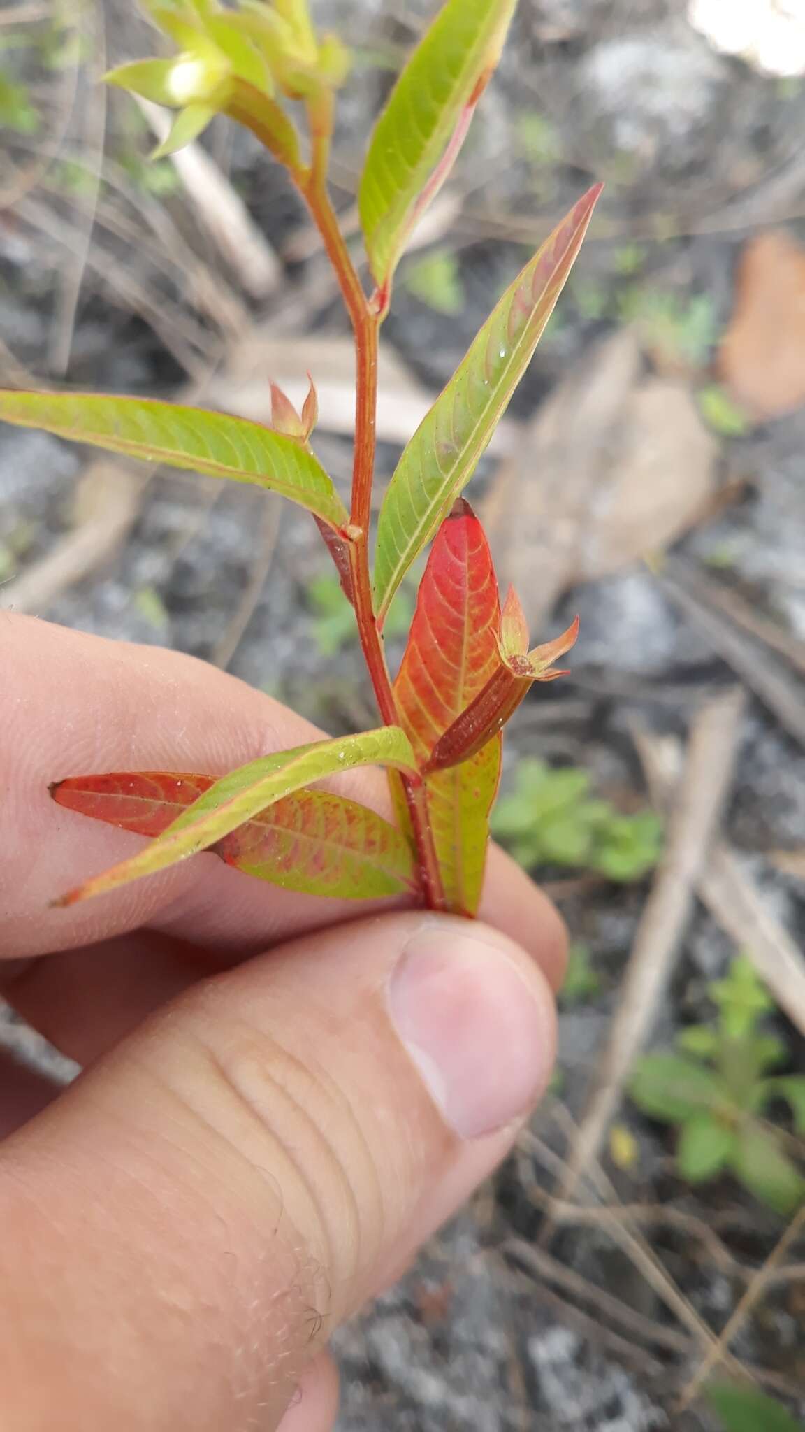 Image of Yerba-de-Jicotea