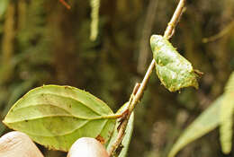 Image of Macleania stricta A. C. Sm.