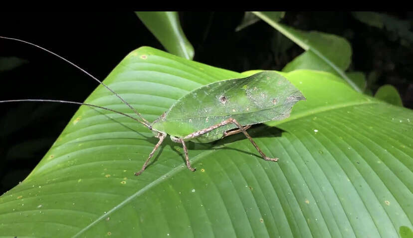 Image of Peacock katydid