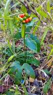 Sivun Tacca palmata Blume kuva