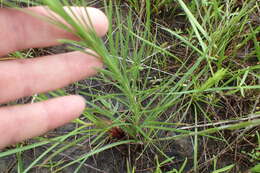 Слика од Liatris bracteata Gaiser