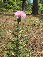 Imagem de Cirsium repandum Michx.