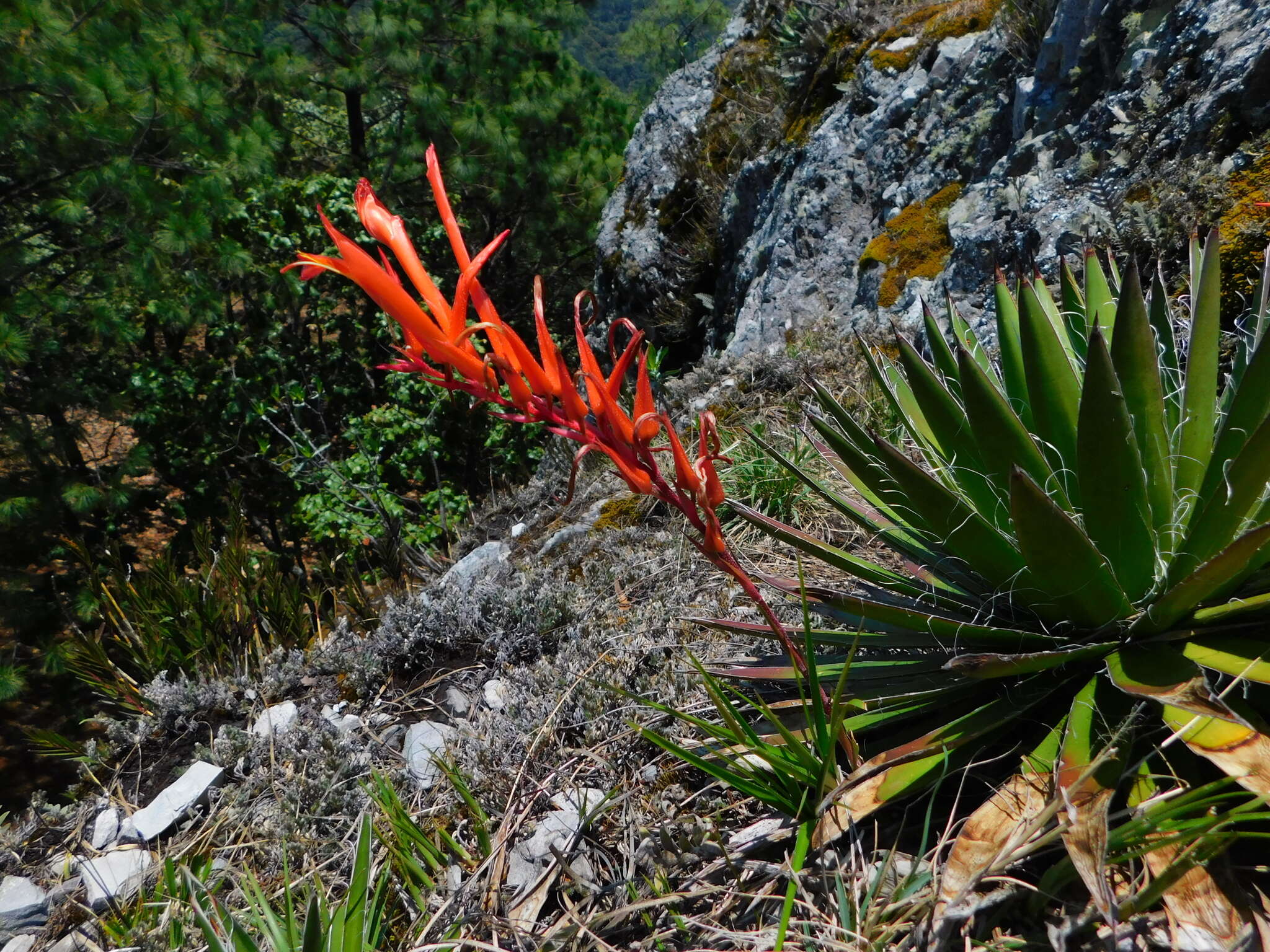 Image of Pitcairnia karwinskyana Schult. & Schult. fil.