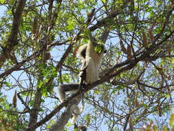 Image of Decken's Sifaka