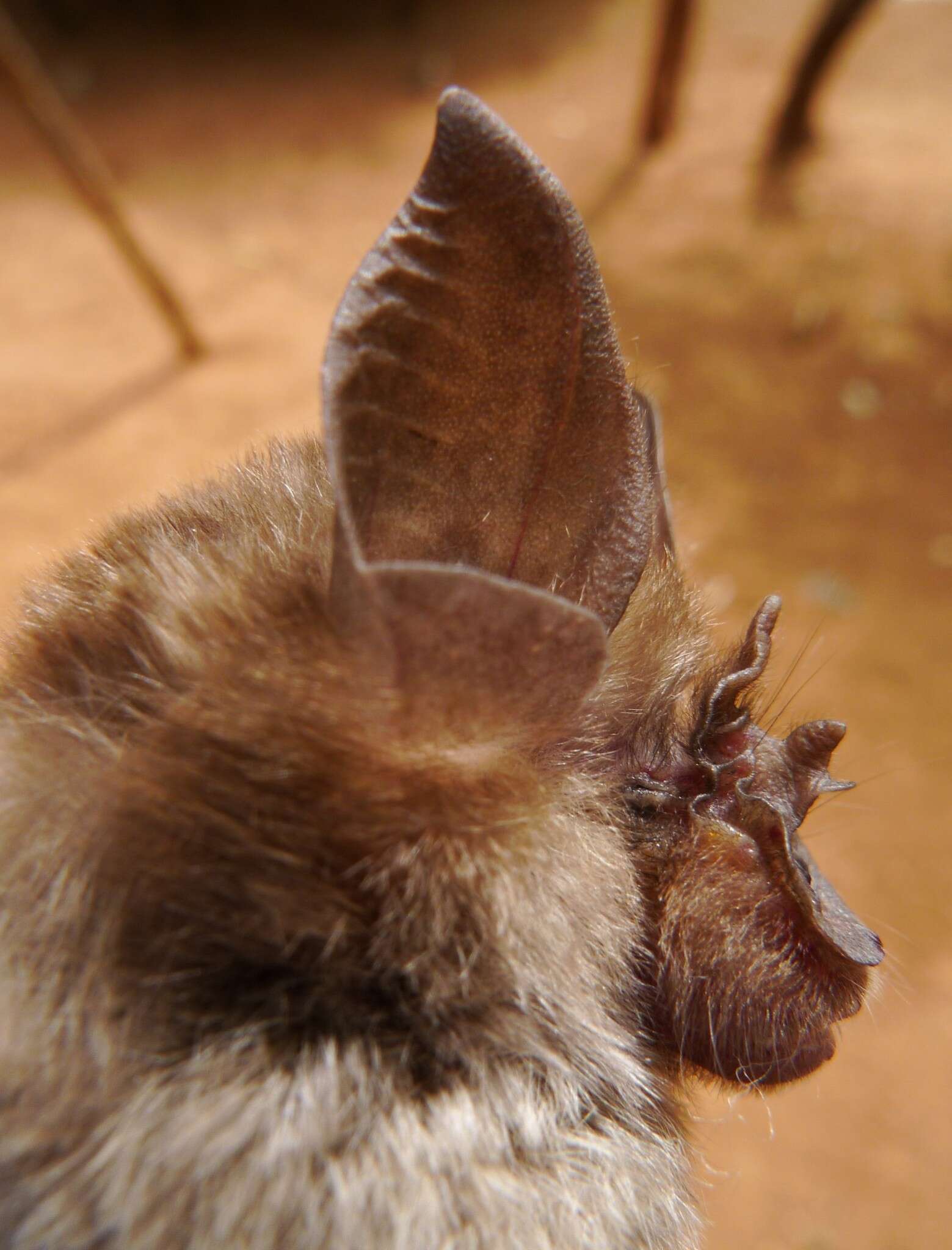 Image of Lander's Horseshoe Bat