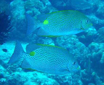 Image of Lined rabbitfish