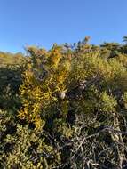 Image of dense mistletoe