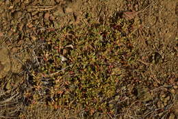 Image of Snow Mountain buckwheat