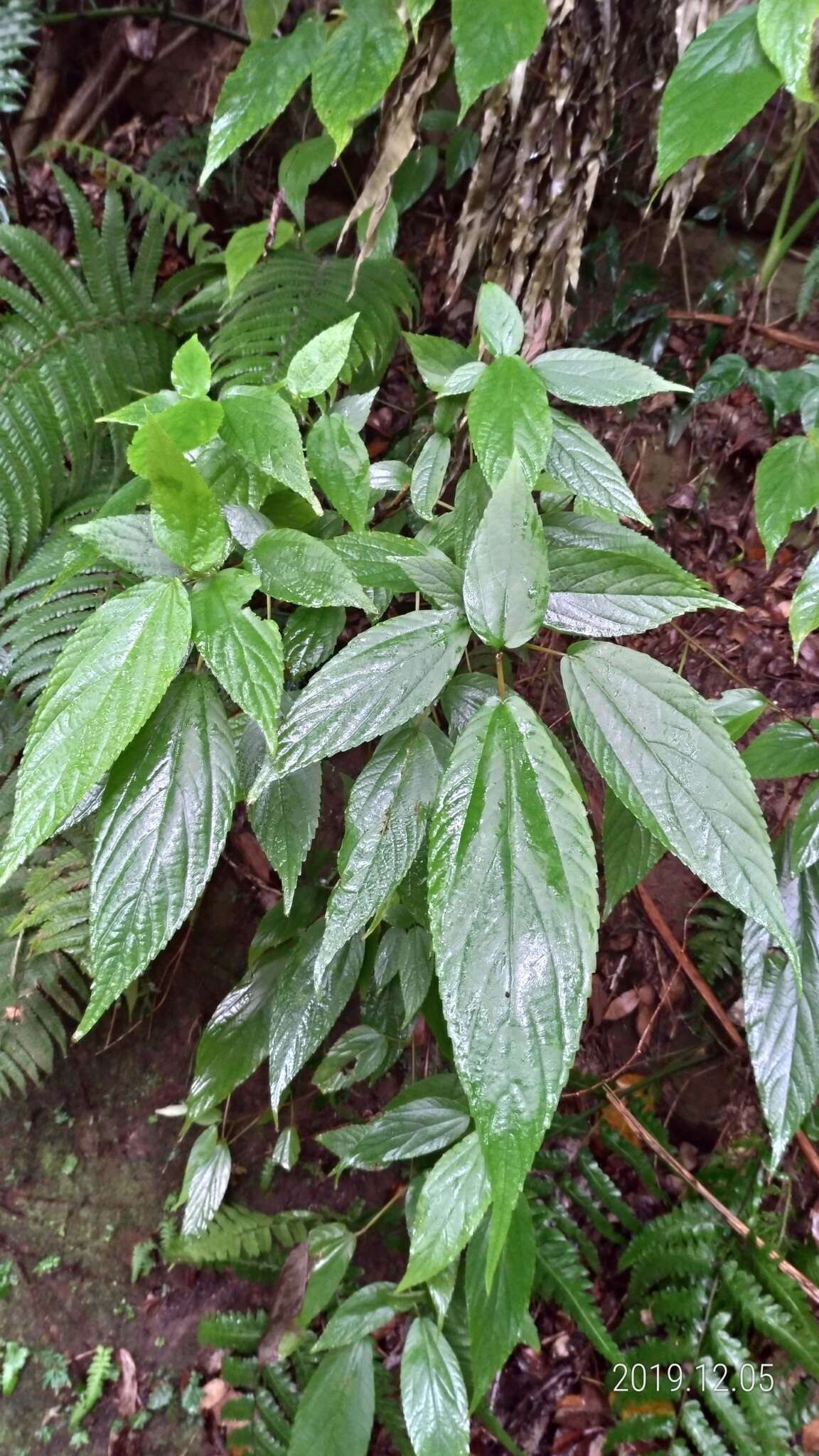 Image of Boehmeria zollingeriana var. podocarpa (W. T. Wang) W. T. Wang & C. J. Chen