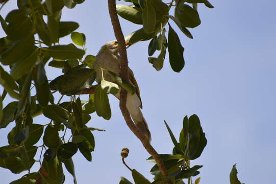 Image of Yellow-throated Miner