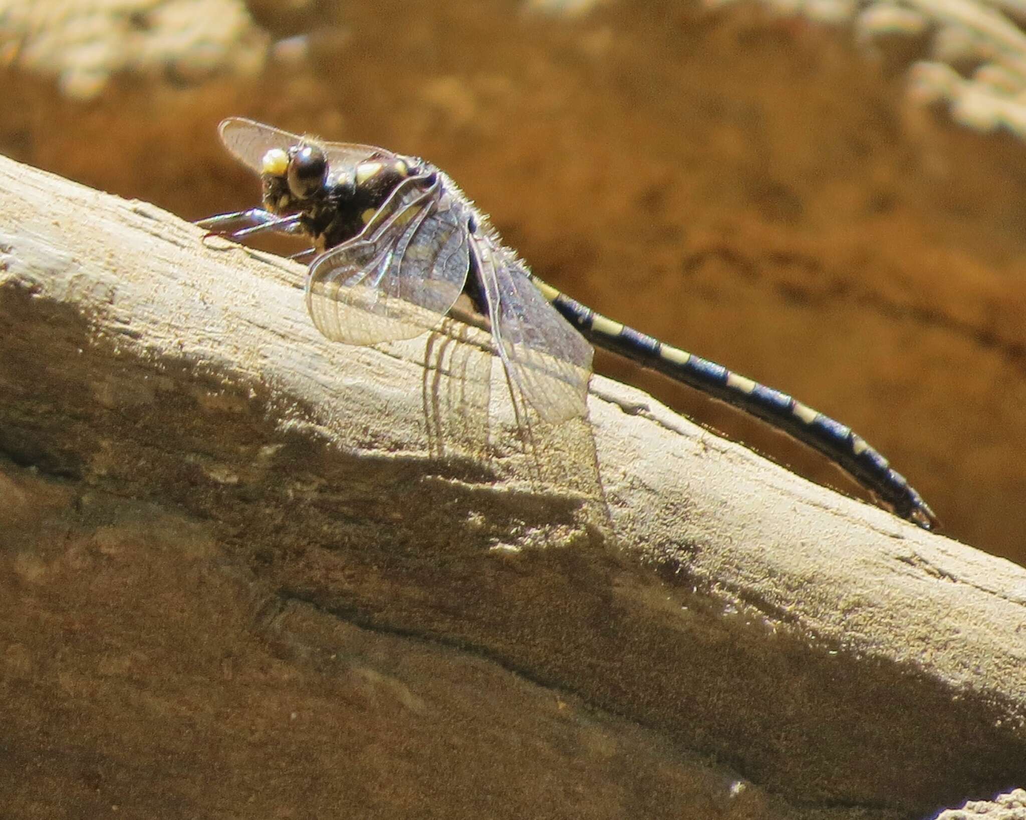 Image of Tanypteryx Kennedy 1917