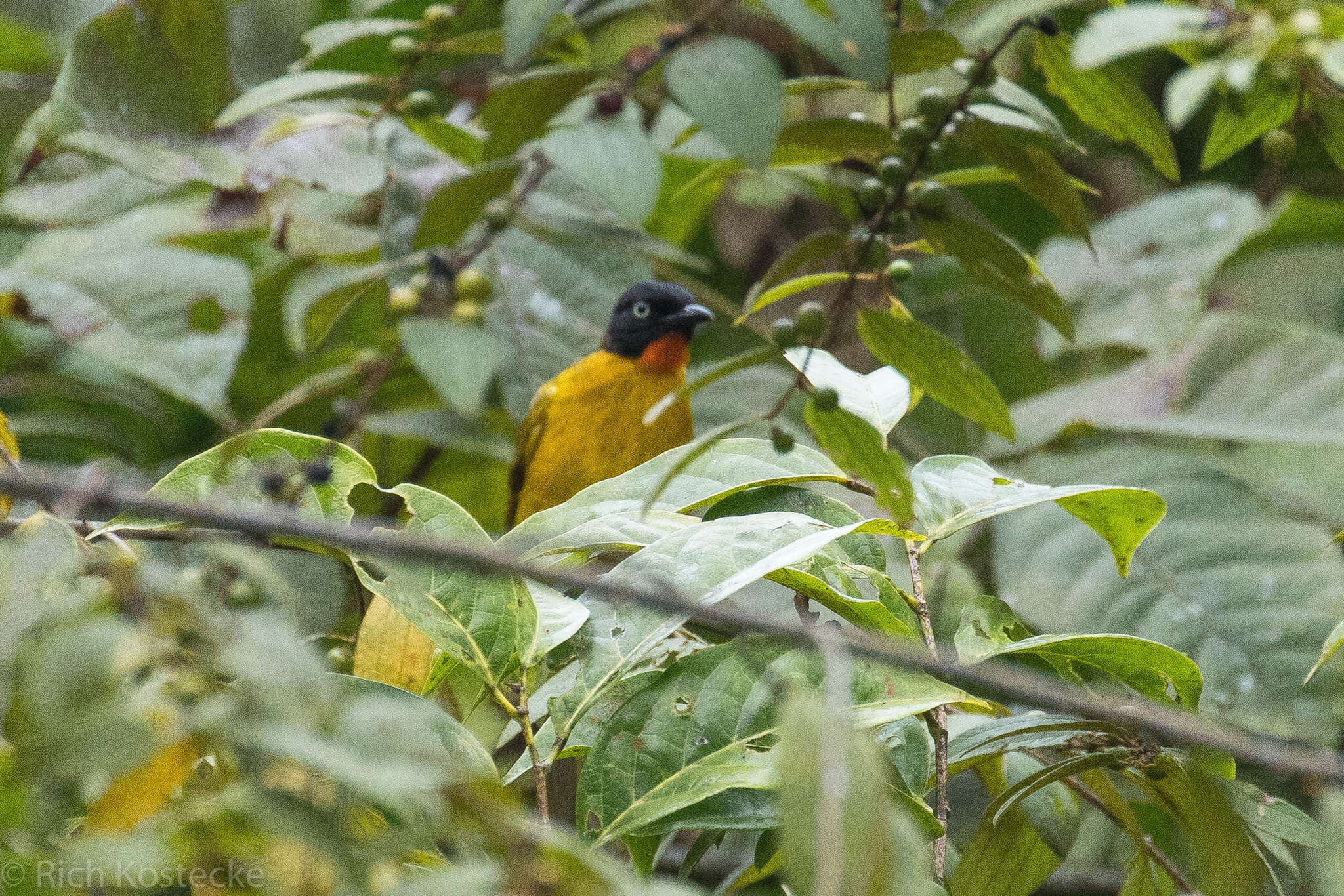 Image of Flame-throated Bulbul