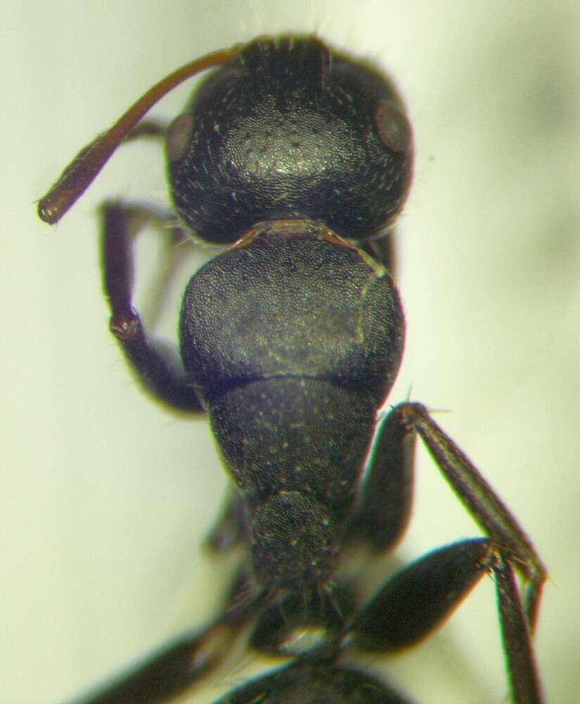 Plancia ëd Camponotus libanicus Andre 1881