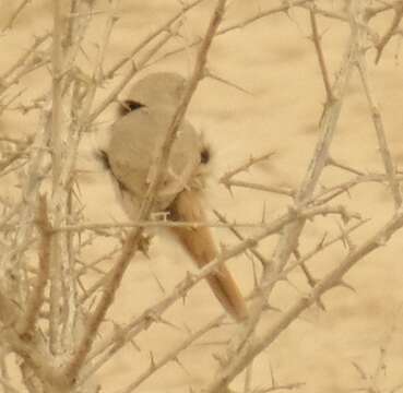 Image of Asian Desert Warbler