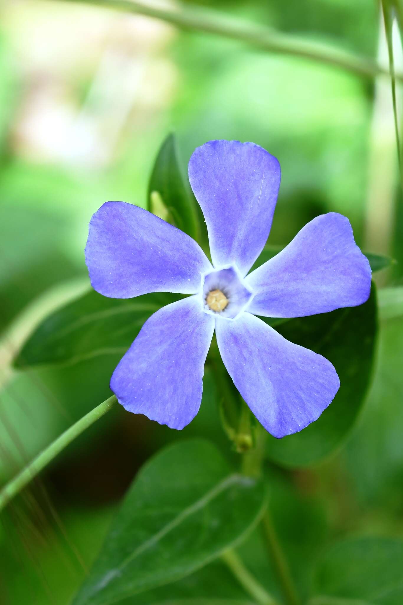 Image of Vinca major subsp. major