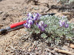 Image de Lupinus breweri var. bryoides C. P. Sm.