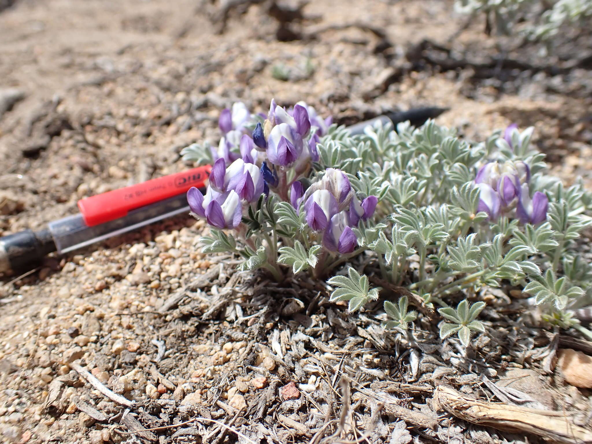 Image of matted lupine