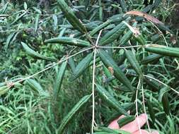 Image of Croton stigmatosus F. Muell.