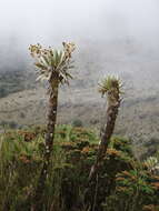 Image of Espeletia grandiflora Humb. & Bonpl.