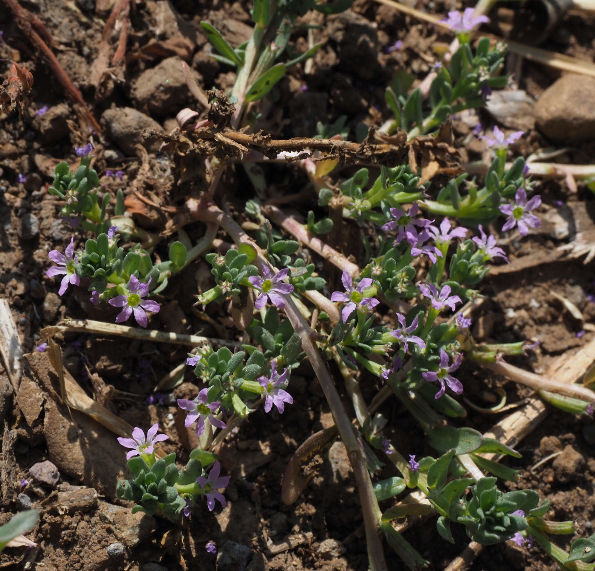 Plancia ëd Lythrum tribracteatum Sprengel