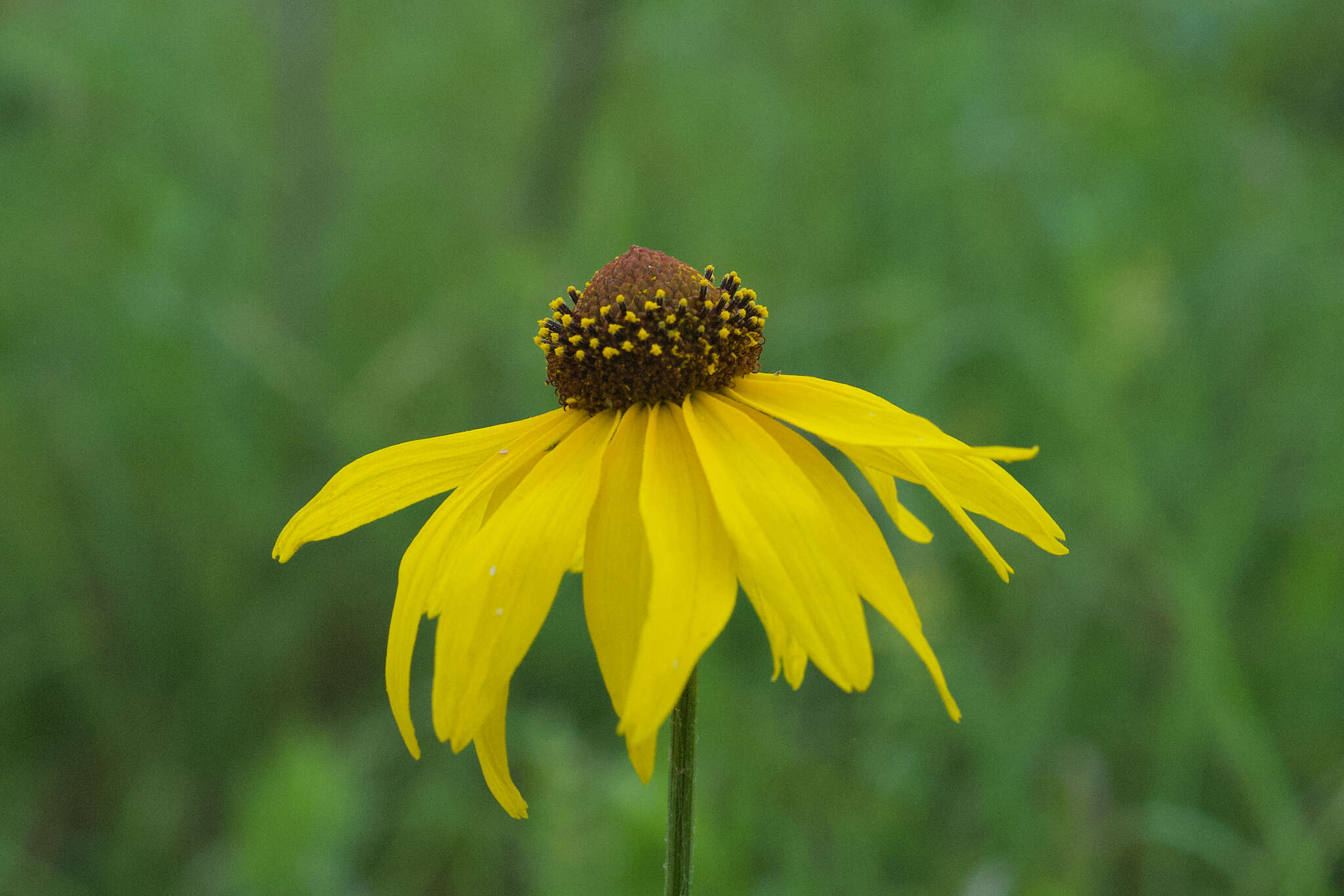 Image of <i>Rudbeckia <i>grandiflora</i></i> var. grandiflora