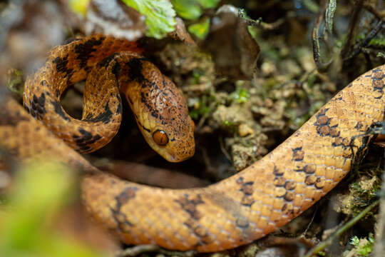 Image of Formosa Slug Snake