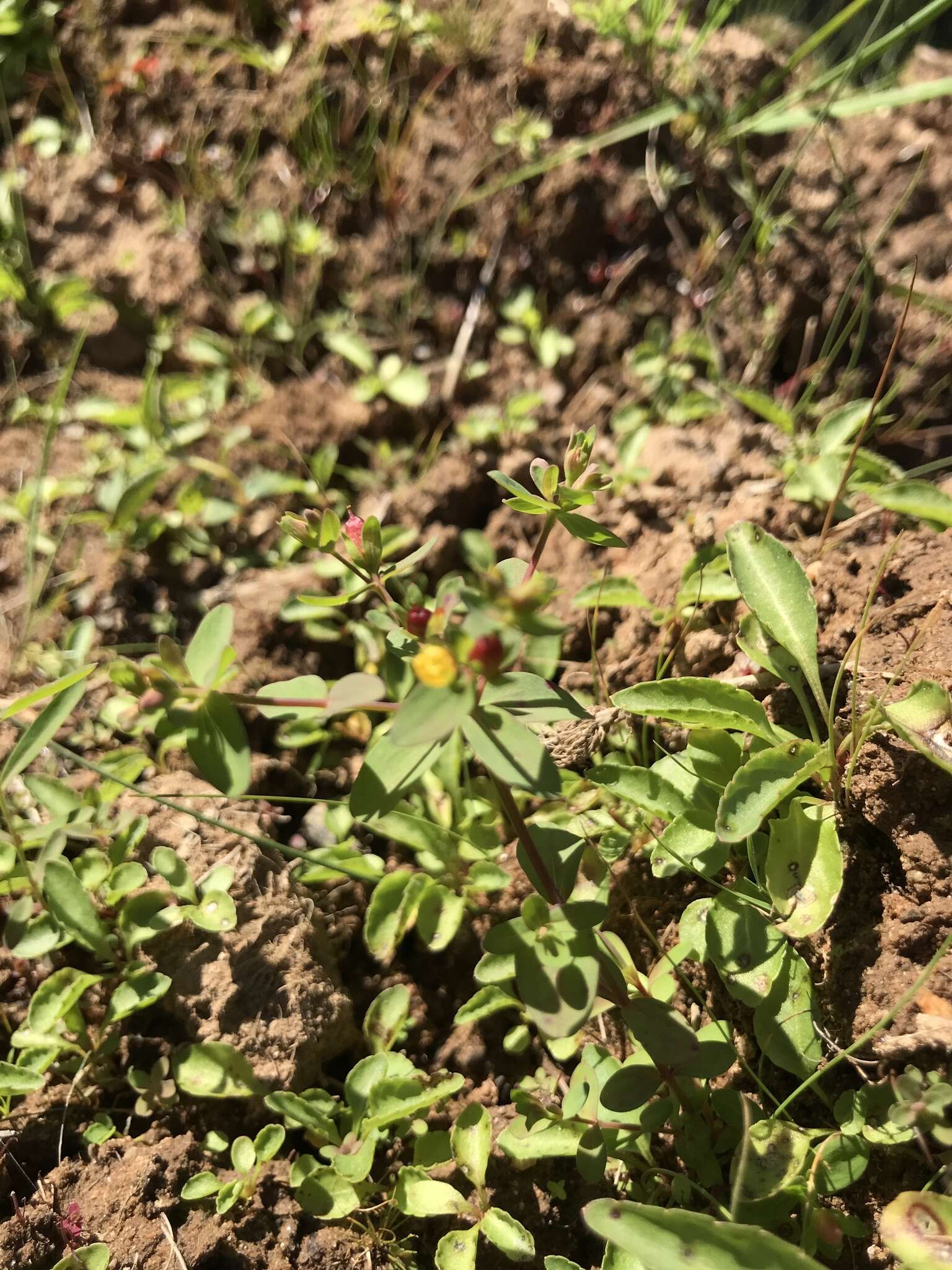 Image of northern St. Johnswort