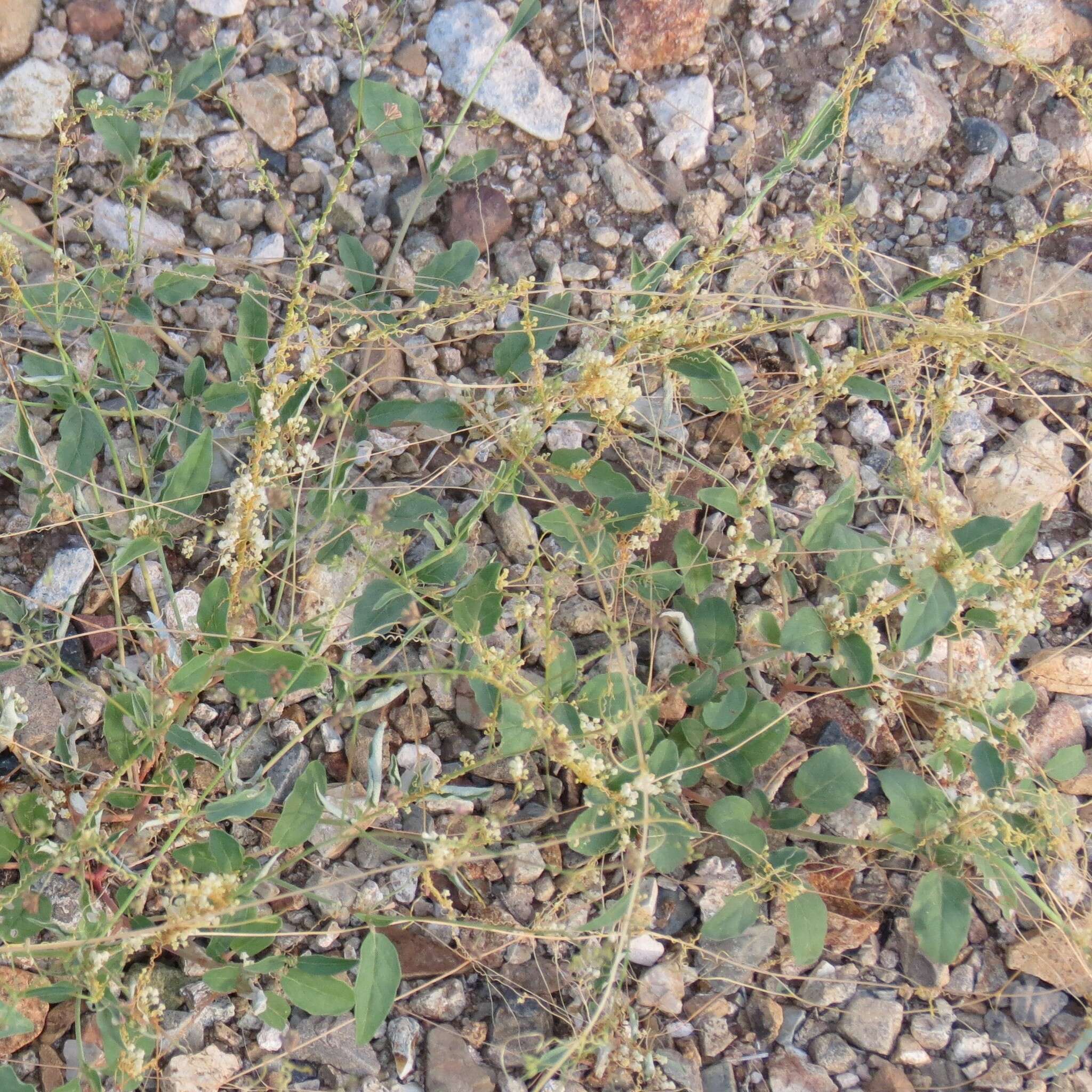 Imagem de Cuscuta tuberculata T. S. Brandegee