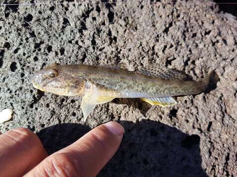 Sivun Acanthogobius kuva