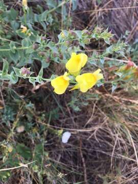 Plancia ëd Linaria dalmatica (L.) Mill.