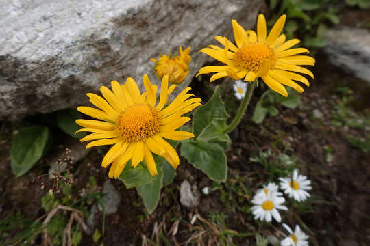 Image of Doronicum clusii (All.) Tausch