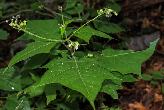 Image of whiteflower leafcup