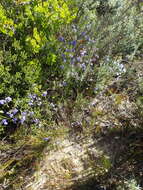 Image of Heliophila linearis var. linearis