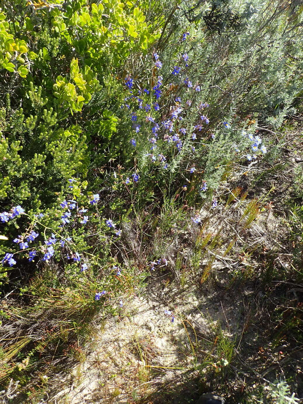 Image of Heliophila linearis var. linearis