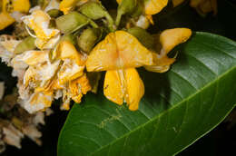 Image of Pterocarpus santalinoides DC.