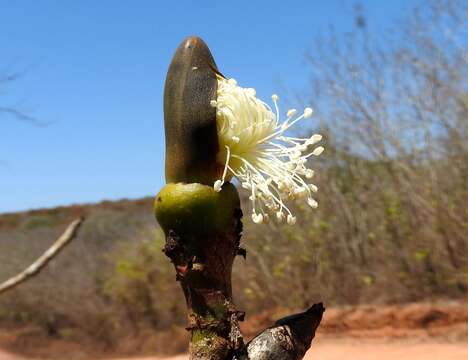 Image of Pseudobombax palmeri (S. Wats.) Dugand