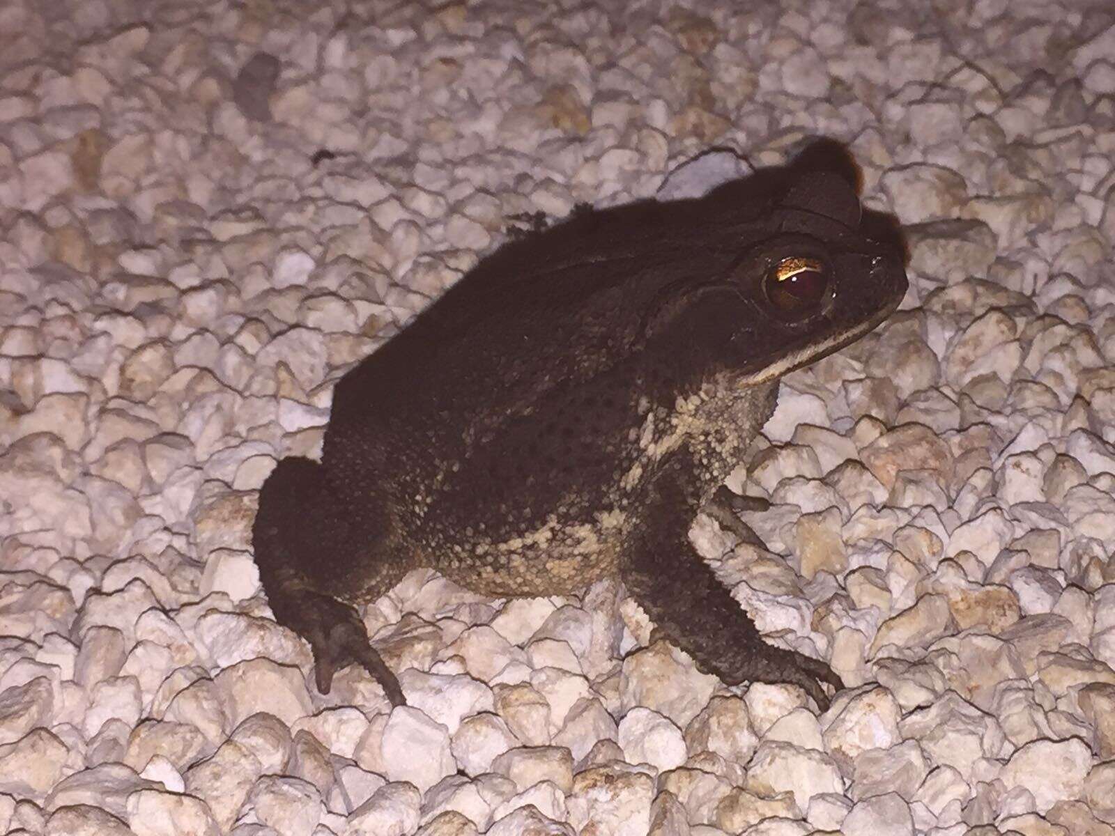 Image of Gulf Coast toad