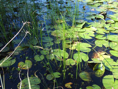 Image of Chinese water chestnut