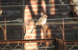 Image of White-throated Towhee